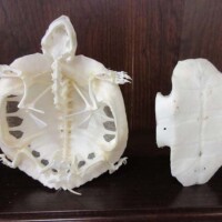 Comparative Collections