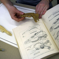Comparative Collections
