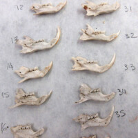 Comparative Collections
